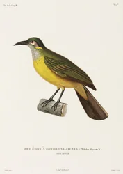 Philedon guance gialle, Nuova Guinea