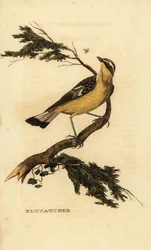 Pigliamosche dal groppone giallo, Ficedula zanthopygia. 1815 (incisione)