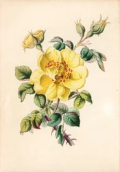 Rosa gialla, Rosa lutea, da 