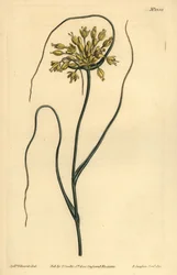 Aglio giallo, Allium flavum