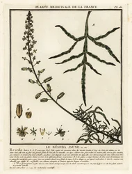 Reseda lutea