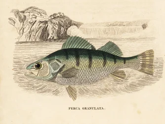 Persico giallo, Perca flavescens (persico granulato, Perca granulata). Incisione su acciaio colorata a mano dalla 