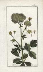 Pigamo giallo