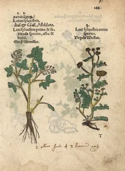 Trifoglio dolce giallo, Melilotus officinalis
