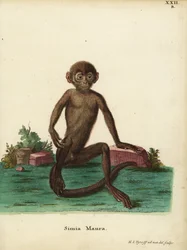 Giovane langur fasciato, Presbytis femoralis. Simia maura. Incisione a mano colorata su rame disegnata e incisa da Hermann Jakob Tyroff da Illustrazioni animali di Johann Christian Daniel Schreber