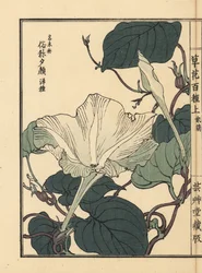 Yuugao, hyoutan, zucca a bottiglia, Lagenaria siceraria. Incisione a mano colorata su blocco di legno di Kono Bairei dal libro Kusa Bana Hyakushu (Cento varietà di fiori), Tokyo, Yamada