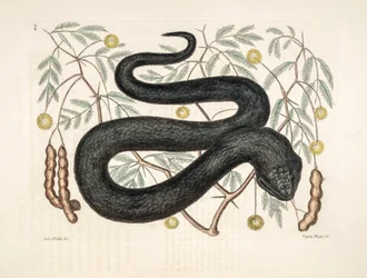 Illustrazione zoologica di Vipera nigra, vipera nera