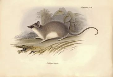 Zoologia: Il Didelphis elegans della famiglia degli opossum descritto da Charles Darwin durante il suo viaggio di esplorazione a bordo del Beagle. Tavola da The Zoology of the voyage of H.M.S. Beagle sotto il comando del Capitano Fitzroy durante gli anni 1