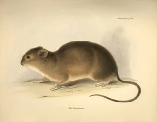 Zoologia: Il Mus braziliensis o topo del Brasile descritto da Charles Darwin durante il suo viaggio di esplorazione a bordo del Beagle. Tavola da 