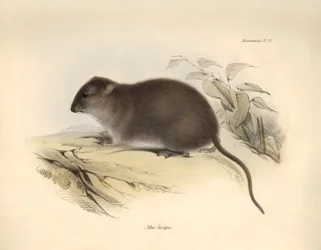 Zoologia: Il "Mus fuscipes" o roditore della costa australiana descritto da Charles Darwin durante il suo viaggio di esplorazione a bordo del Beagle. Tavola da "The Zoology of the voyage of H.M.S. Beagle under the command of Captain Fitzroy during the year