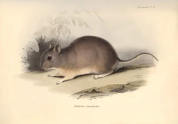 Zoologia: Il "Reithrodon Cuniculoides" o roditore descritto da Charles Darwin durante il suo viaggio di esplorazione a bordo del Beagle. Tavola da "The Zoology of the voyage of H.M.S. Beagle under the command of Captain Fitzroy during the years 1832 to 183