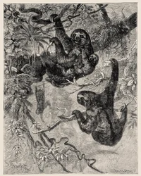 Zoologia: bradipo (Ai - Bradypus tridactylus) descritto e illustrato da Carlo Vogt e Federico Specht in "Illustree Natural History: Mammals" 1884