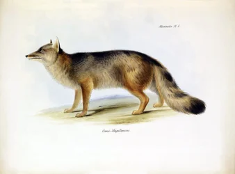 Zoologia: rappresentazione della volpe sudamericana "Canis fulvipes" descritta da Charles Darwin durante il suo viaggio a bordo del Beagle. Tavola da "The zoology of the voyage of H.M.S. Beagle under the command of Captain Fitzroy during the years 1832-183