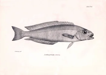 Zoologia: rappresentazione del pesce Latilus princeps descritto da Charles Darwin durante il suo viaggio a bordo del Beagle. Tavola da The zoology of the voyage of H.M.S. Beagle sotto il comando del Capitano Fitzroy durante gli anni 1832-1836