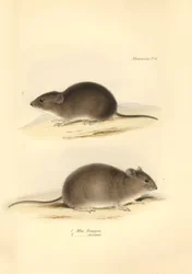 Zoologia: il Mus Renggeri e il Mus obscurus (ratti) descritti da Charles Darwin durante il suo viaggio di esplorazione a bordo del Beagle. Tavola da The Zoology of the voyage of H.M.S. Beagle sotto il comando del Capitano Fitzroy durante gli anni 1832-1836
