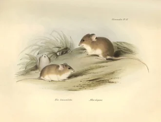 Zoologia: il 