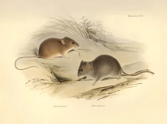 Zoologia: il Mus flavescens e Mus arenicola (ratti) descritti da Charles Darwin durante il suo viaggio di esplorazione a bordo del Beagle. Tavola da The Zoology of the voyage of H.M.S. Beagle sotto il comando del Capitano Fitzroy durante gli anni 1832-1836