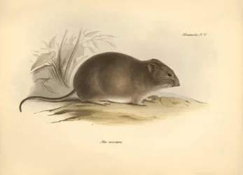 Zoologia: il 