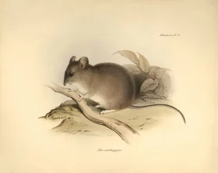 Zoologia: Il "Mus xanthopygus" o topo xanthopygus descritto da Charles Darwin durante il suo viaggio di esplorazione a bordo del Beagle. Tavola da "The Zoology of the voyage of H.M.S. Beagle under the command of Captain Fitzroy during the years 1832 to 183