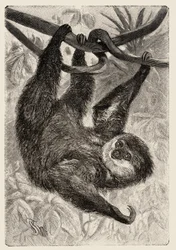 Zoologia: unau o bradipo descritto e illustrato da Carlo Vogt e Federico Specht in "Natural history illustree: mammals" 1884