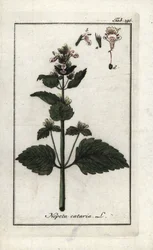Erba gatta (Nepeta cataria)
