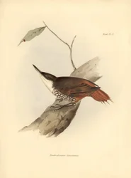 Ornitologia: Dendrodamus leucosternus uccello del Sud America osservato e descritto da Charles Darwin (1809-1882). Tavola da La zoologia del viaggio dell