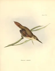 Ornitologia: Limnornis rectirostris passeriforme del Sud America osservato e descritto da Charles Darwin (1809-1882). Tavola da La zoologia del viaggio dell