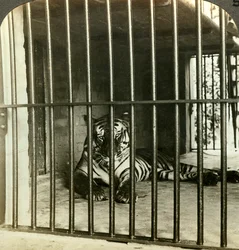 Tigre mangiatrice di uomini catturata, accusata di 200 morti, Calcutta, India, c1903