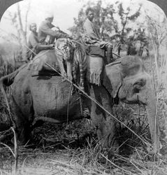 Trasporto di tigri morte al campo, giungla di Behar, India, c1900