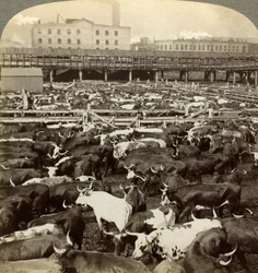 Bovini, Great Union Stock Yards, Chicago, Illinois, USA