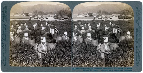 Ragazze che raccolgono tè nella famosa piantagione di Uji, Giappone, 1904