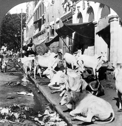 Come le mucche indù godono la vita in Harrison Street, Calcutta, India, 1900