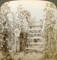 Nel ricco distretto del luppolo, addestramento delle viti, White River Valley, Washington, USA