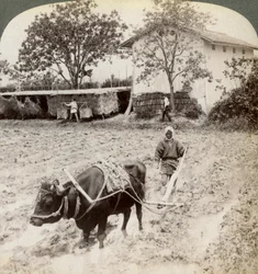 Aratura del terreno allagato per la piantagione di riso, a nord della strada principale a Uji, vicino a Kyoto, Giappone, 1904