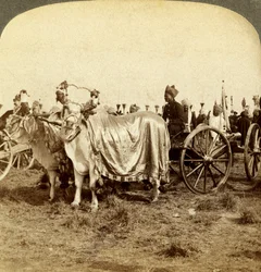 Cannone d
