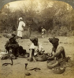 Incantatori di serpenti, Delhi, India