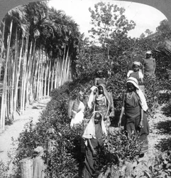 Donne Tamil che raccolgono tè nella tenuta di Sir Thomas Lipton, Polgahawela, Sri Lanka, 1903