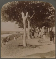 La strada per le Piramidi, Egitto