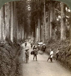 I boschetti erano i primi templi di Dio, viale di nobili criptomerie a Nikko, Giappone, 1904