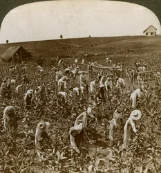 Campo di tabacco, Montpeller, Giamaica, 1900
