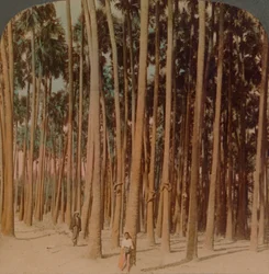 Palme Toddy alte 100 piedi, Pagan, Birmania, 1907