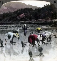 Trapianto del riso in una risaia, Giappone, 1904
