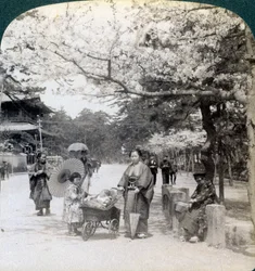 Sotto i fiori di ciliegio, guardando a nord-est lungo il viale principale del Parco Shiba, Tokyo, Giappone, 1904