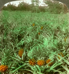 Dove cresce il rigoglioso ananas, Florida, USA, 1896.