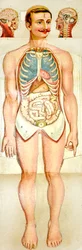 Modello educativo pieghevole di anatomia umana, c. 1895