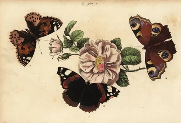 Vanessa del cardo, Vanessa cardui 1, vanessa atalanta, Vanessa atalanta 2, e pavone di giorno, Aglais io 3