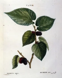 Un gelso nero e i suoi frutti: tavola botanica del XIX secolo