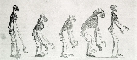 Studio comparato degli scheletri dell