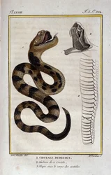 Un serpente a sonagli. Tavola tratta da un trattato di storia naturale "Opere di Buffon" del naturalista Georges Louis Leclerc, Conte di Buffon (1707 - 1788). XIX secolo