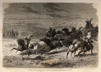 Un rodeo a Lauramarca (Basso Perù), la cattura di cavalli selvaggi, prima della loro marchiatura con le iniziali del proprietario della regione, considerato uno spettacolo completo, molti spettatori si sono radunati. Incisione per illustrare il viaggio nel
